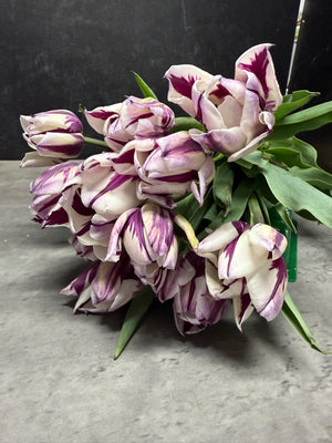 Tulip-Rem's Favorite