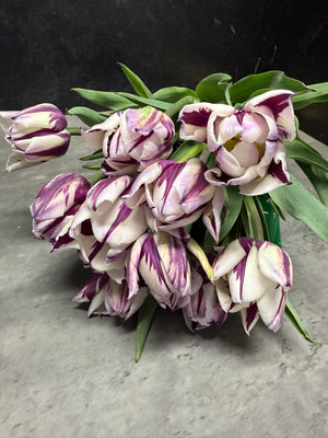 Tulip-Rem's Favorite