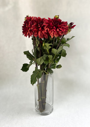 Dahlia Regular-Miss Brandy
