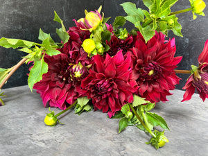 Dahlia Dinnerplate-Spartacus