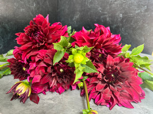 Dahlia Dinnerplate-Spartacus