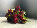 Dianthus-Black Cherry - SMFF Wholesale