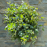 Eucalyptus-Assorted - SMFF Wholesale