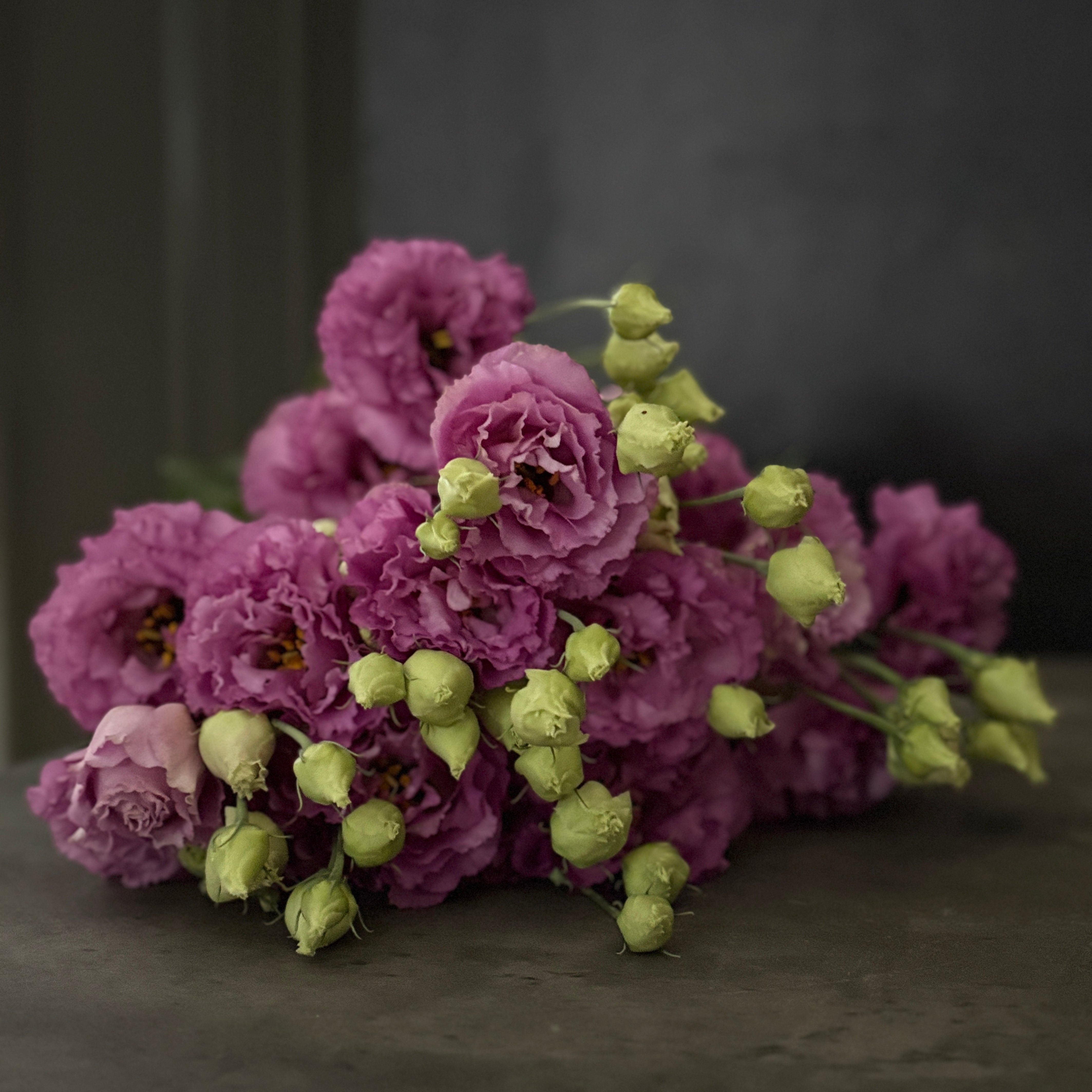 Lisianthus-Corelli Raspberry