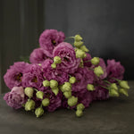 Lisianthus-Corelli Raspberry - SMFF Wholesale