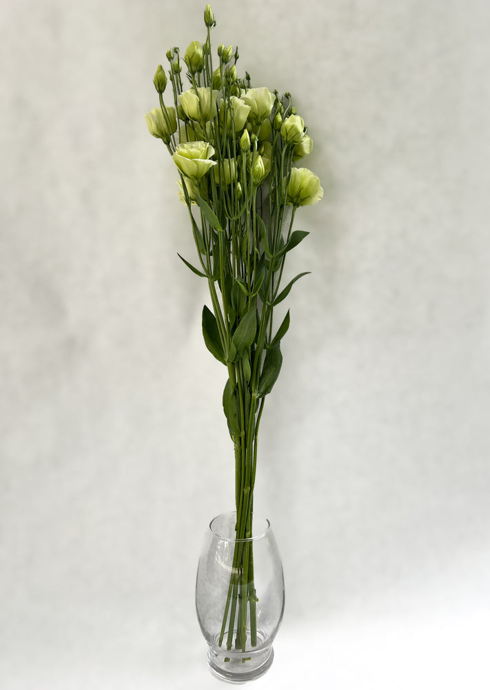 Lisianthus-Croma Green