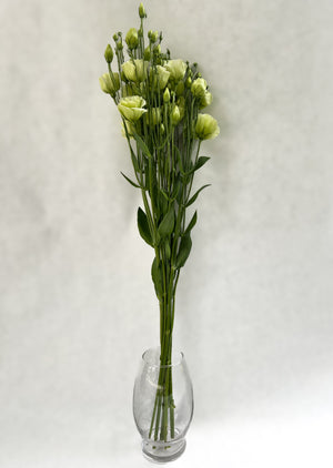 Lisianthus-Croma Green
