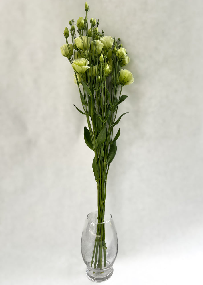 Lisianthus-Green Ruffles - SMFF Wholesale