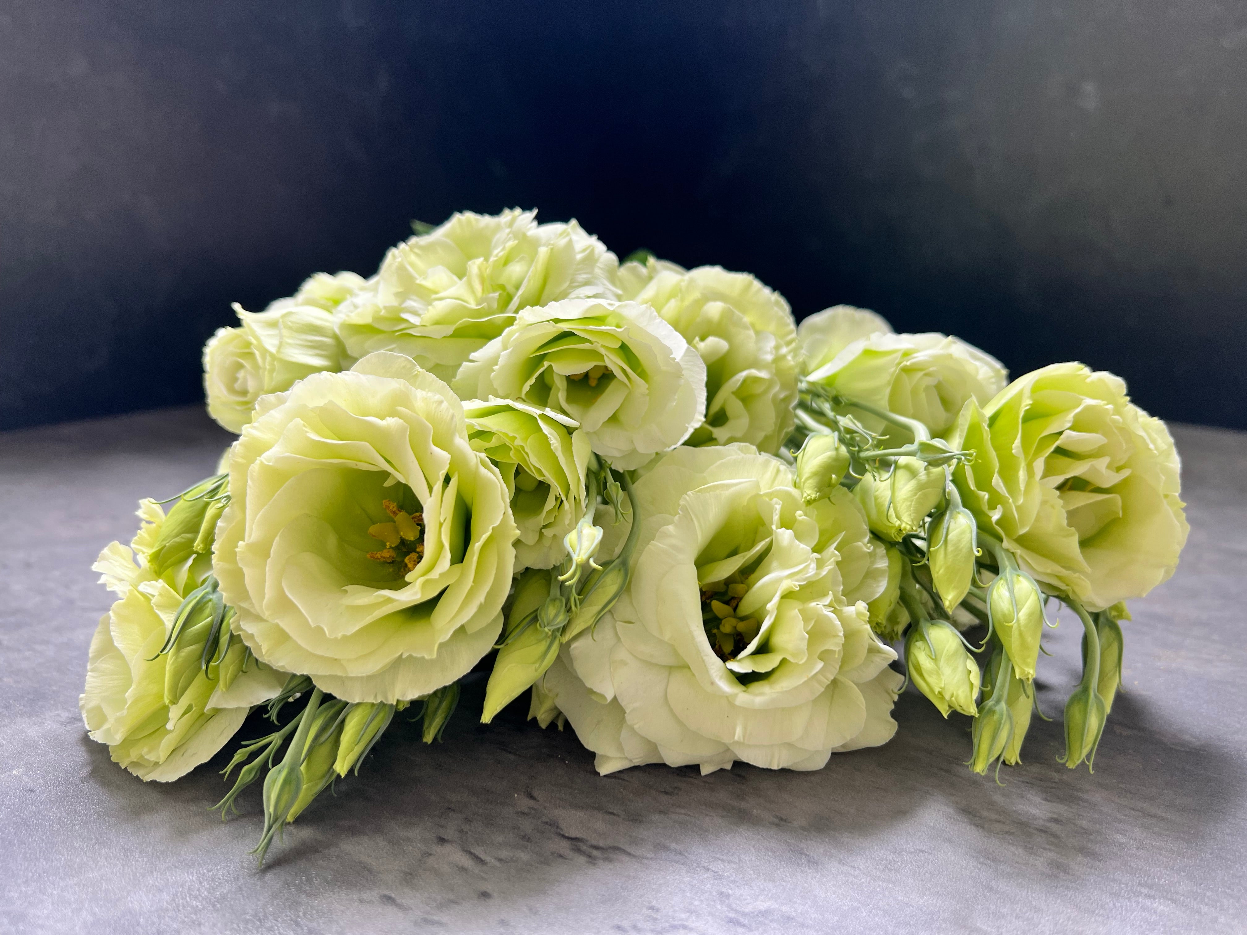 Lisianthus-Green Ruffles