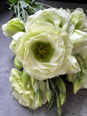 Lisianthus-Croma Green