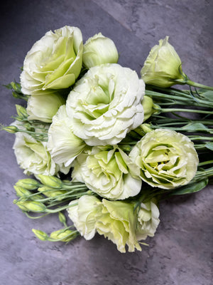 Lisianthus-Croma Green