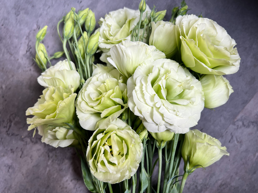 Lisianthus-Green Ruffles - SMFF Wholesale