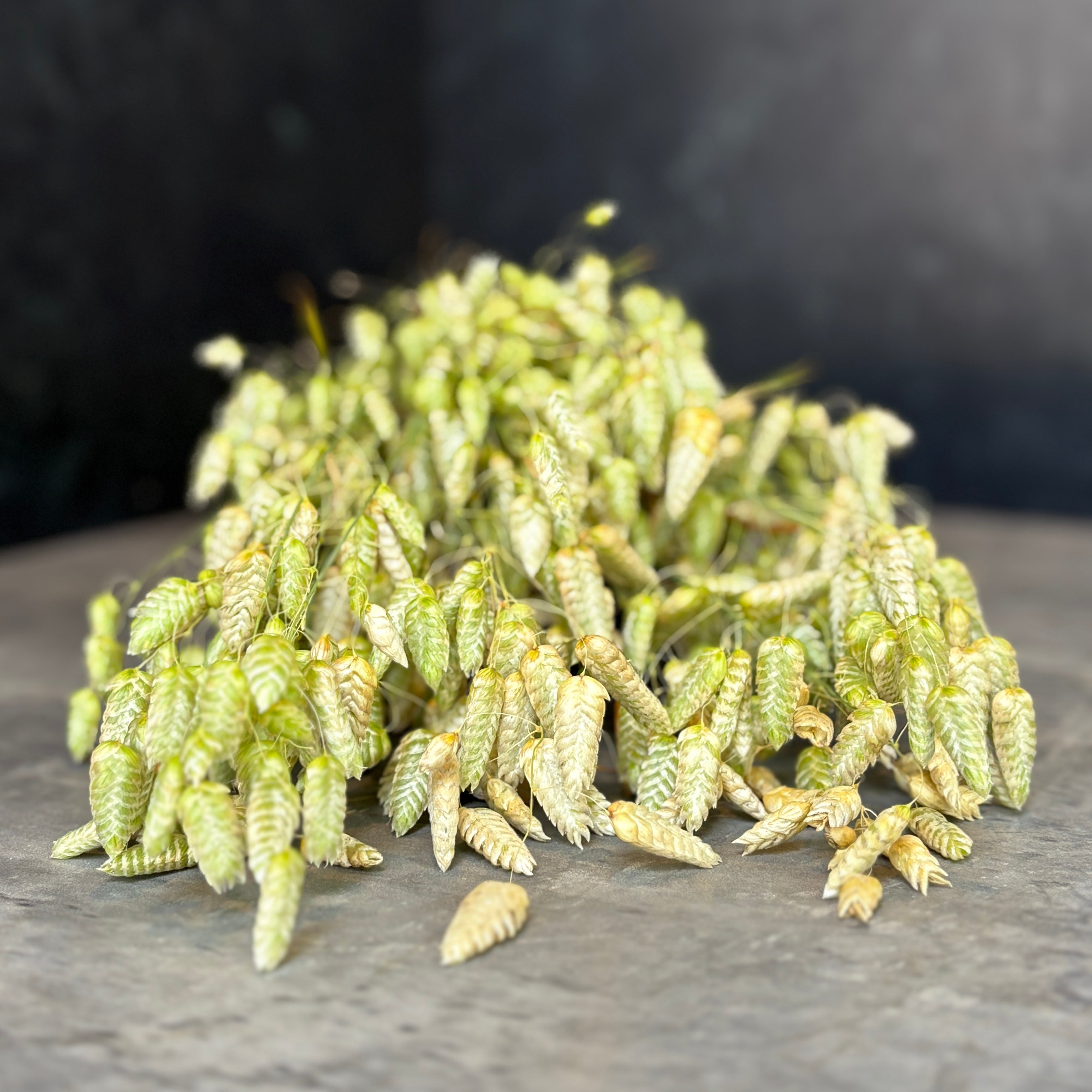 Briza Maxima-Quaking Grass