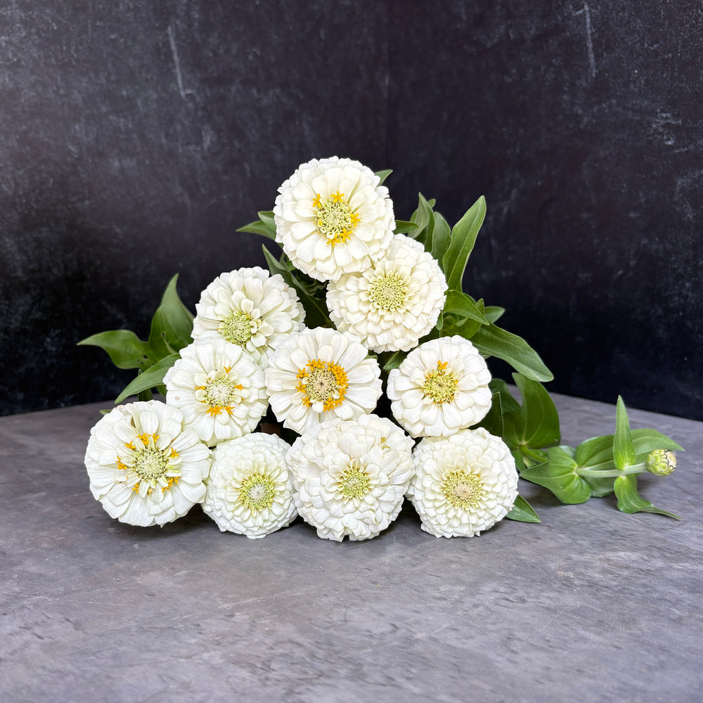 Zinnia-Oklahoma White - SMFF Wholesale