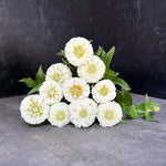 Zinnia-Oklahoma White - SMFF Wholesale