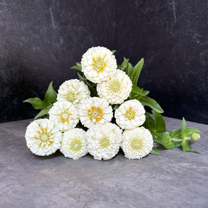 Zinnia-Oklahoma White - SMFF Wholesale