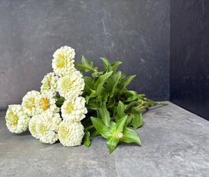 Zinnia-Oklahoma White - SMFF Wholesale