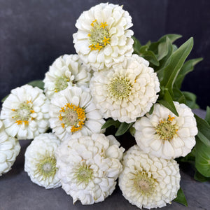 Zinnia-Oklahoma White - SMFF Wholesale