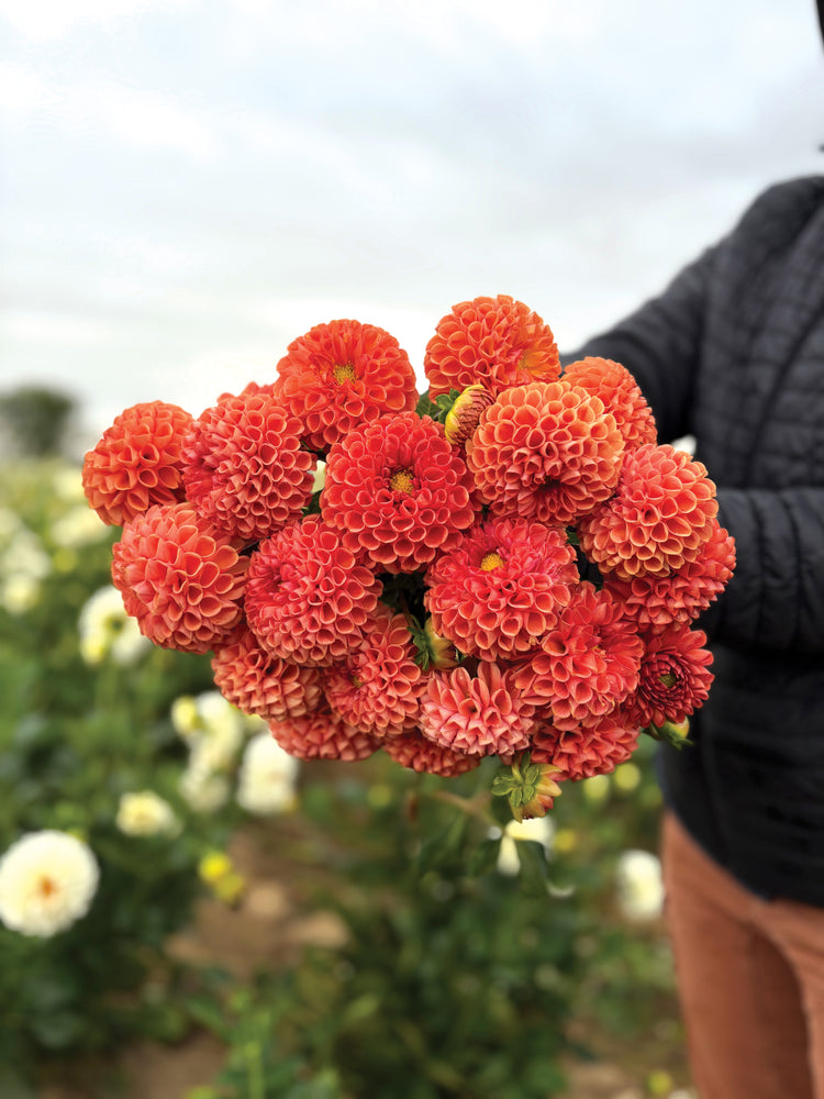 Dahlia Tuber-Cornel Bronze