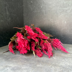 Celosia Spike-Century Salmon - SMFF Wholesale