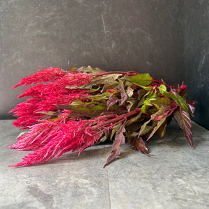 Celosia Spike-Century Salmon - SMFF Wholesale