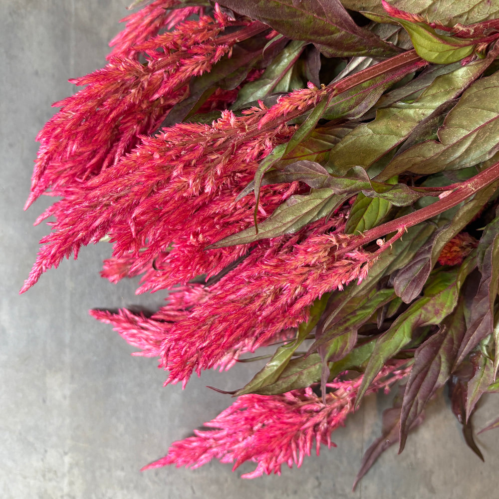 Celosia Spike-Century Salmon - SMFF Wholesale
