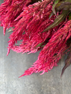 Celosia Spike-Century Salmon - SMFF Wholesale