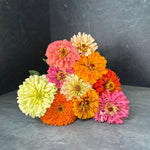 Zinnia-Juicyfruit Mix - SMFF Wholesale