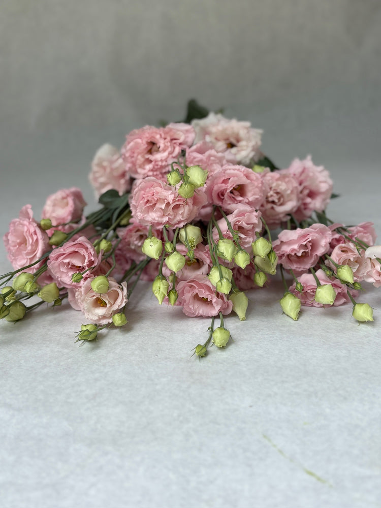 Lisianthus-Peach Ice