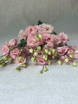 Lisianthus-Peach Ice