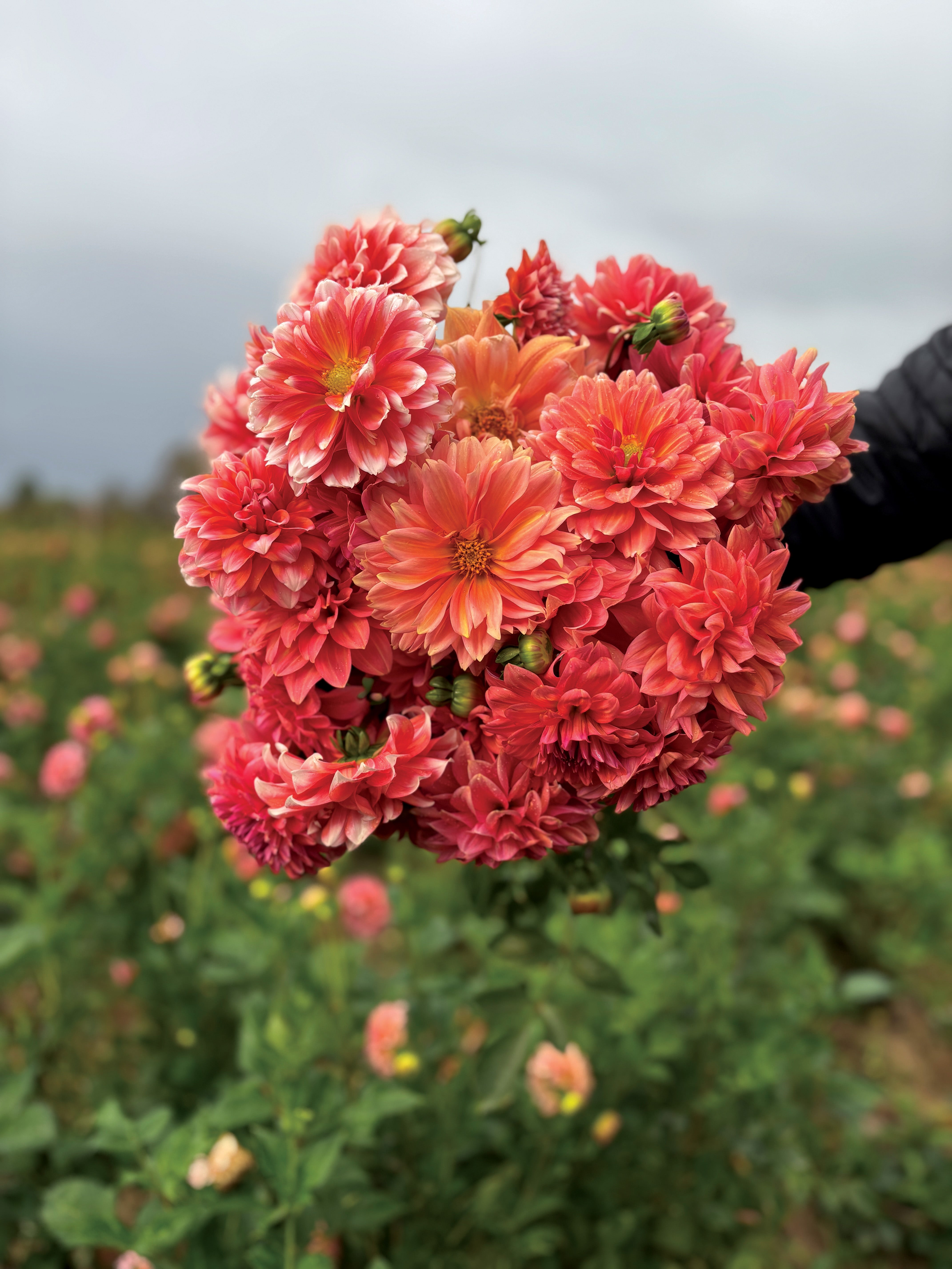 Dahlia Tuber-Connecticut Coral