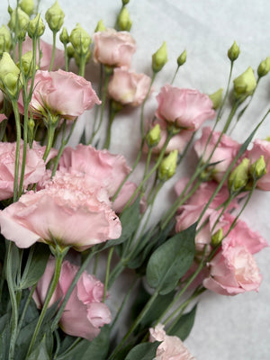 Lisianthus-Peach Ice