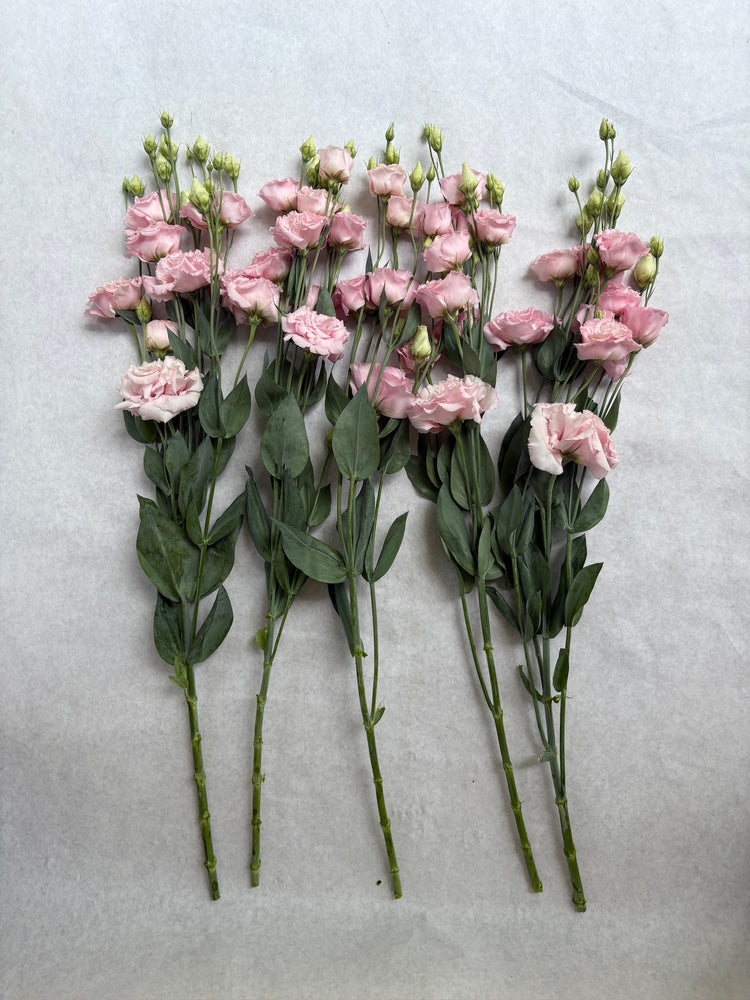 Lisianthus-Peach Ice
