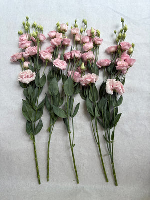 Lisianthus-Peach Ice