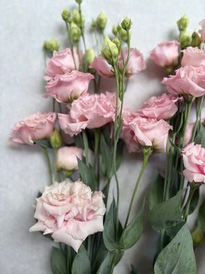 Lisianthus-Peach Ice