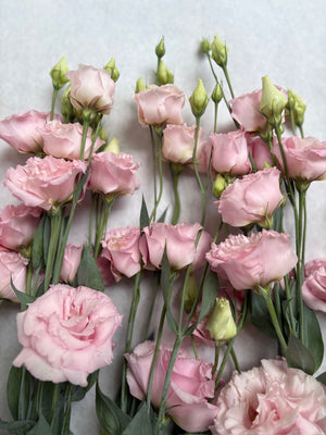 Lisianthus-Peach Ice