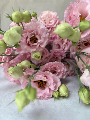Lisianthus-Peach Ice