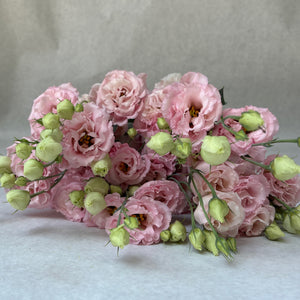 Lisianthus-Peach Ice