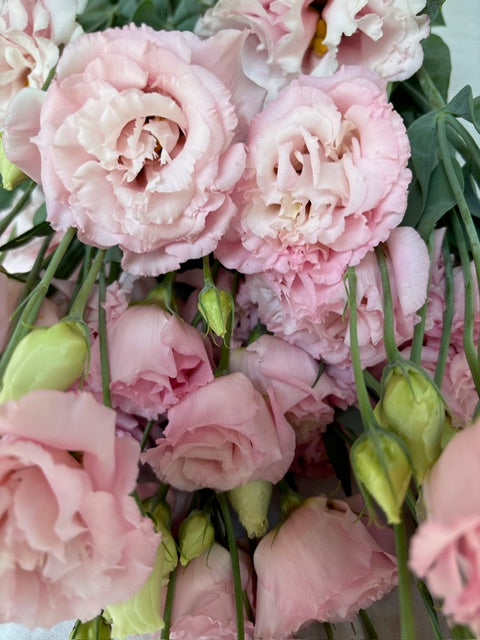 Lisianthus-Corelli Light Pink - SMFF Wholesale
