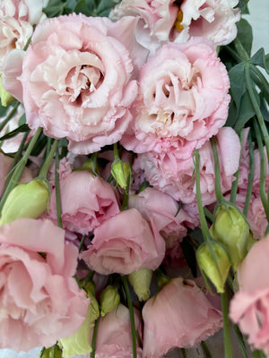 Lisianthus-Peach Ice