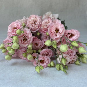 Lisianthus-Peach Ice