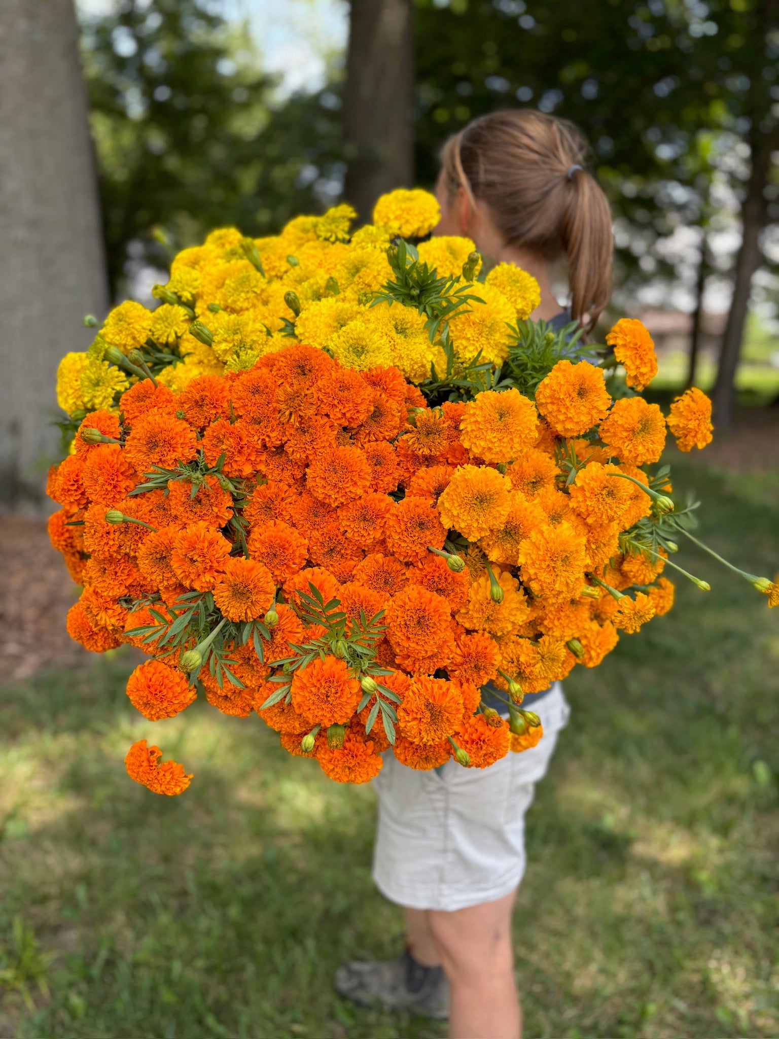 Marigold-Box Lot