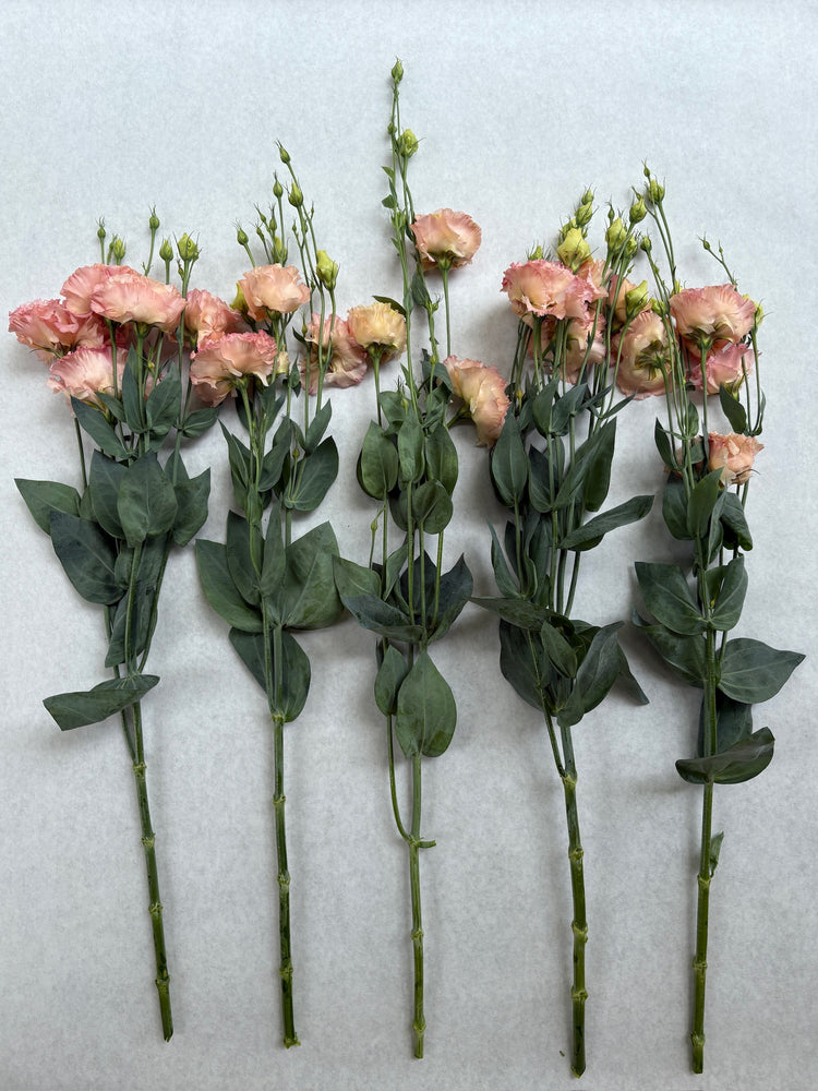 Lisianthus-Apricot Ruffles - SMFF Wholesale