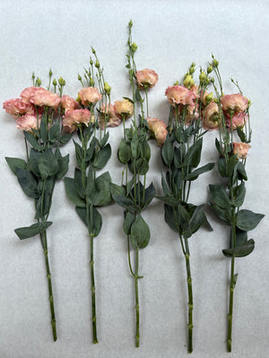 Lisianthus-Apricot Ruffles - SMFF Wholesale