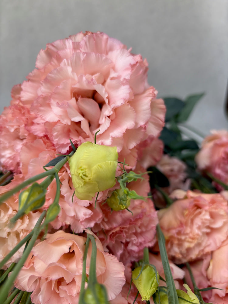 Lisianthus-Apricot Ruffles - SMFF Wholesale