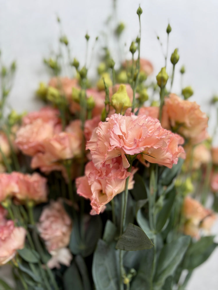 Lisianthus-Apricot Ruffles - SMFF Wholesale