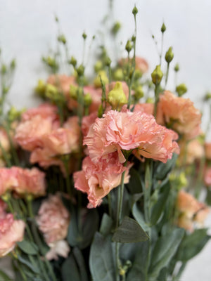 Lisianthus-Apricot Ruffles - SMFF Wholesale