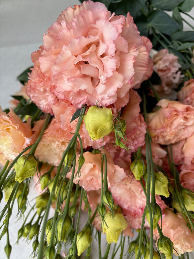 Lisianthus-Apricot Ruffles - SMFF Wholesale