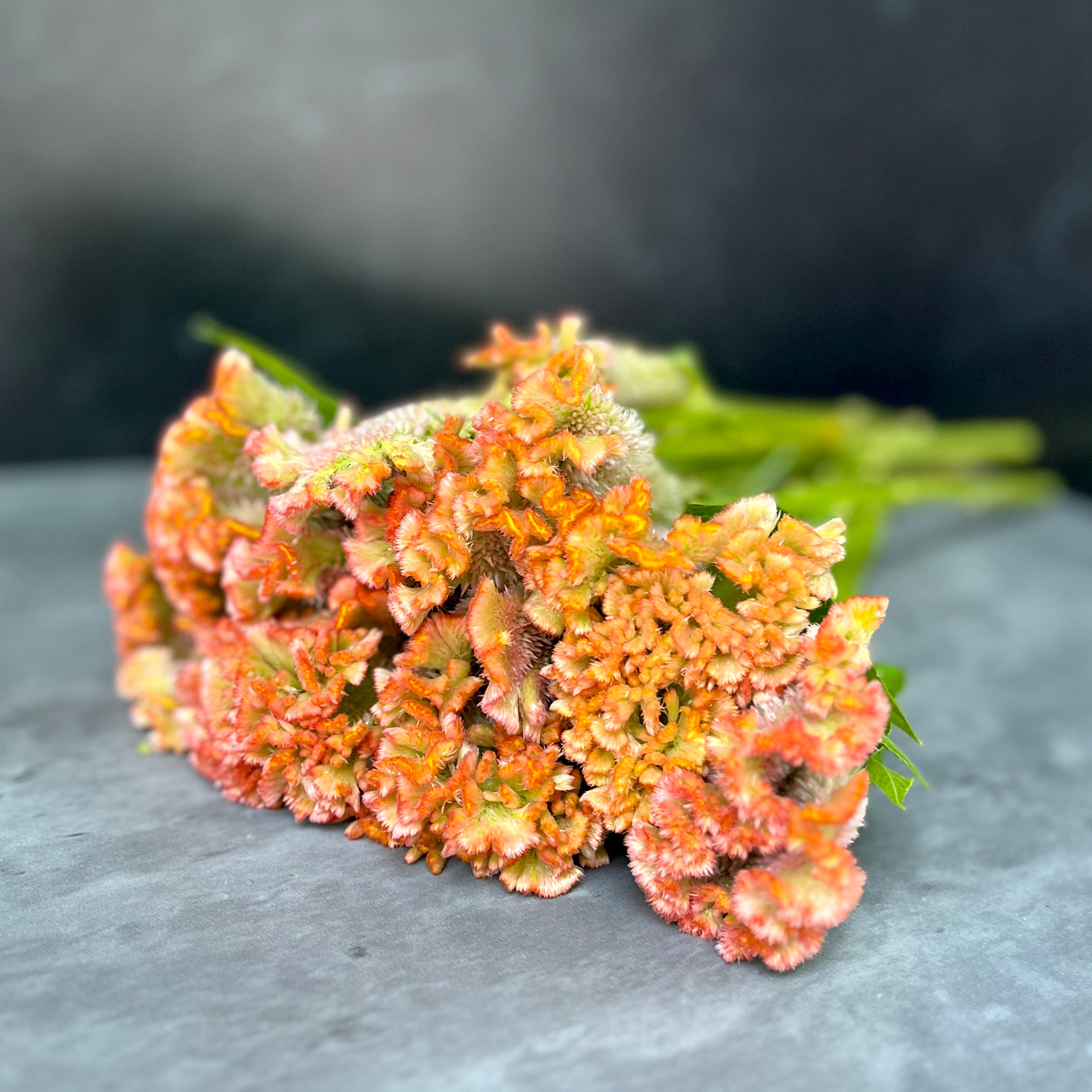 Celosia-Crystal Beauty
