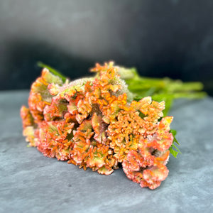 Celosia-Crystal Beauty